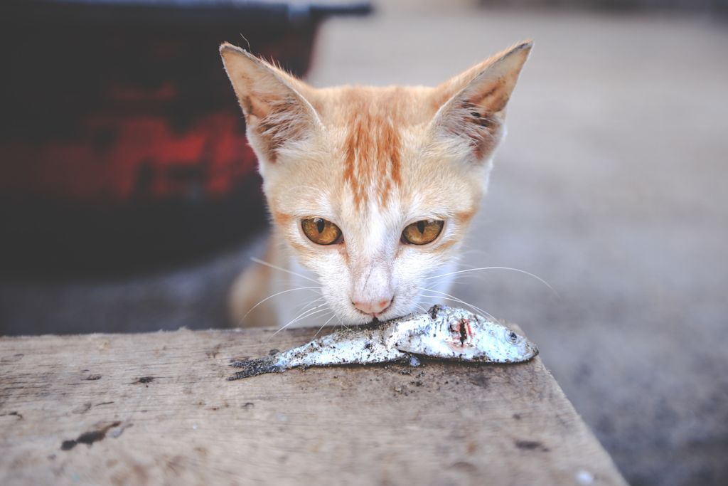 chat mange poisson vers