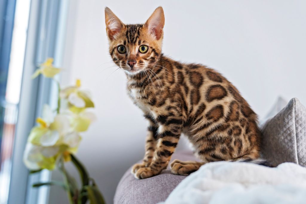 chat bengal 