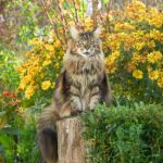 chat a poil long