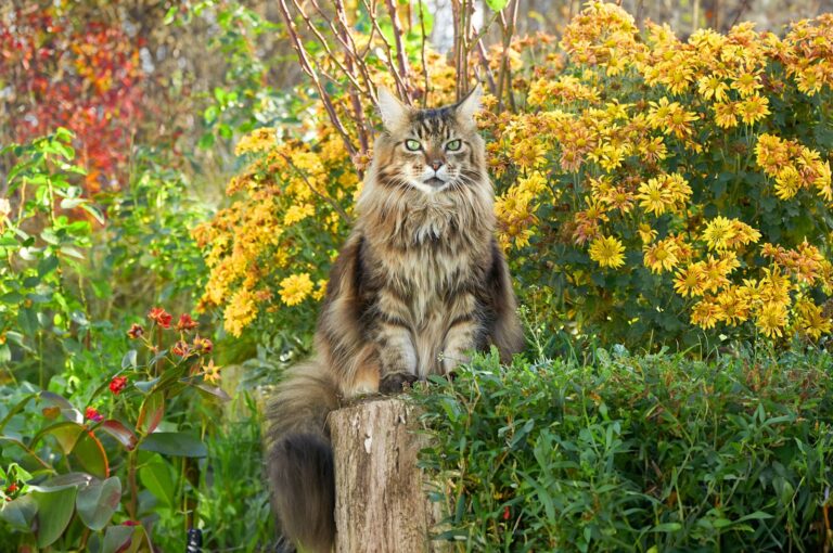 Races de chats à poils longs : découvrez les plus beaux spécimens !