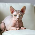 chat sans poil sphynx