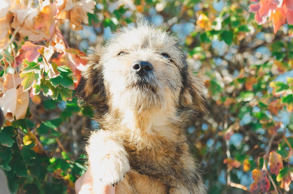 Chiot berger des pyr&eacute;n&eacute;es