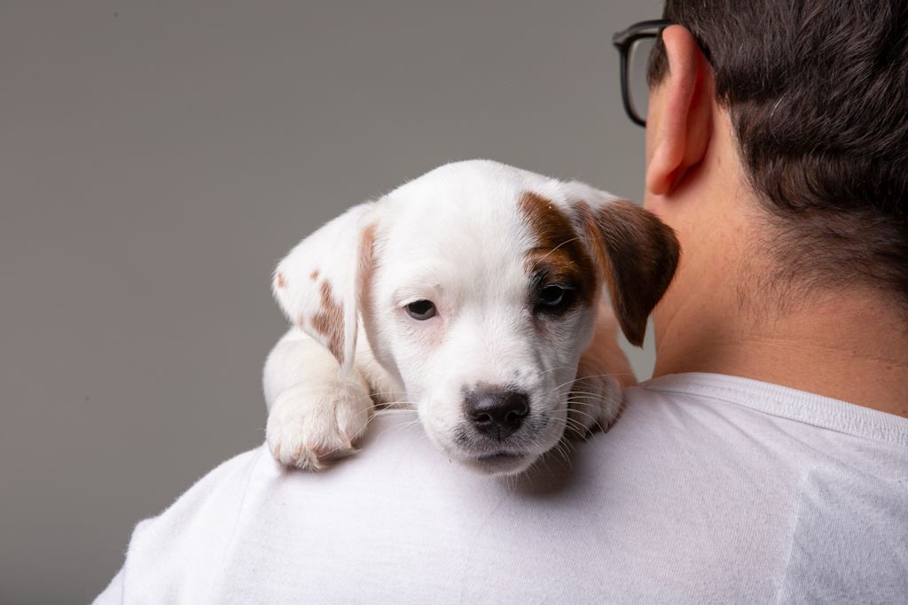 arriv&eacute;e d'un chiot