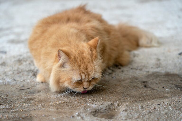 Ténia du chat : reconnaître et prévenir ce ver digestif