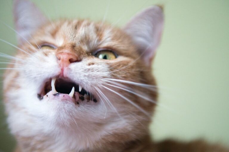 Chat qui tousse : pourquoi et que faire ?