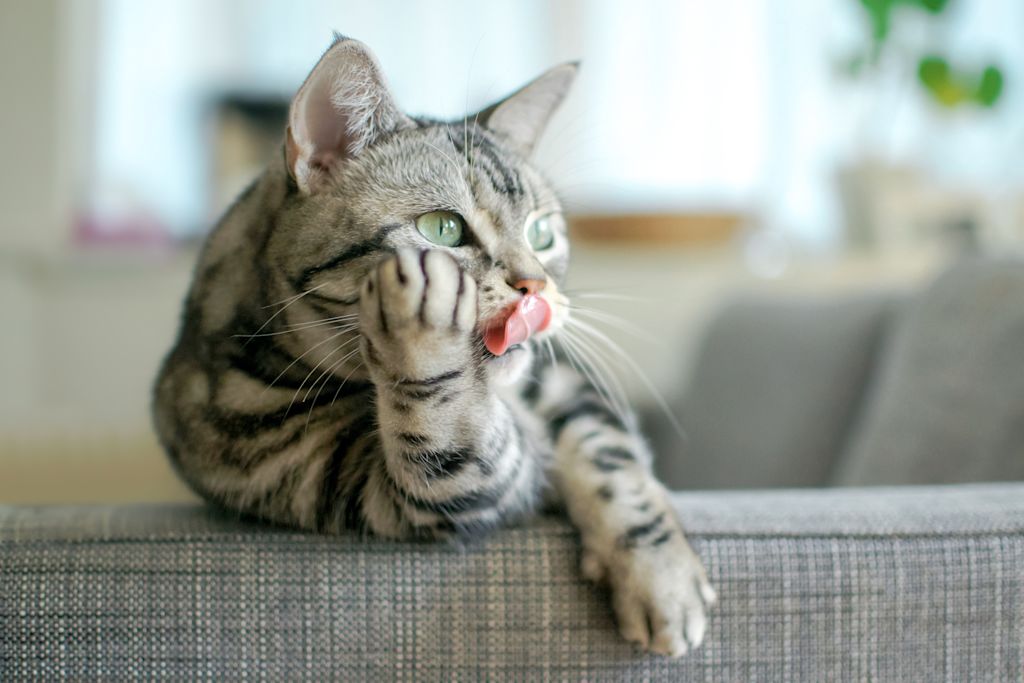 chat gris tigre tousse