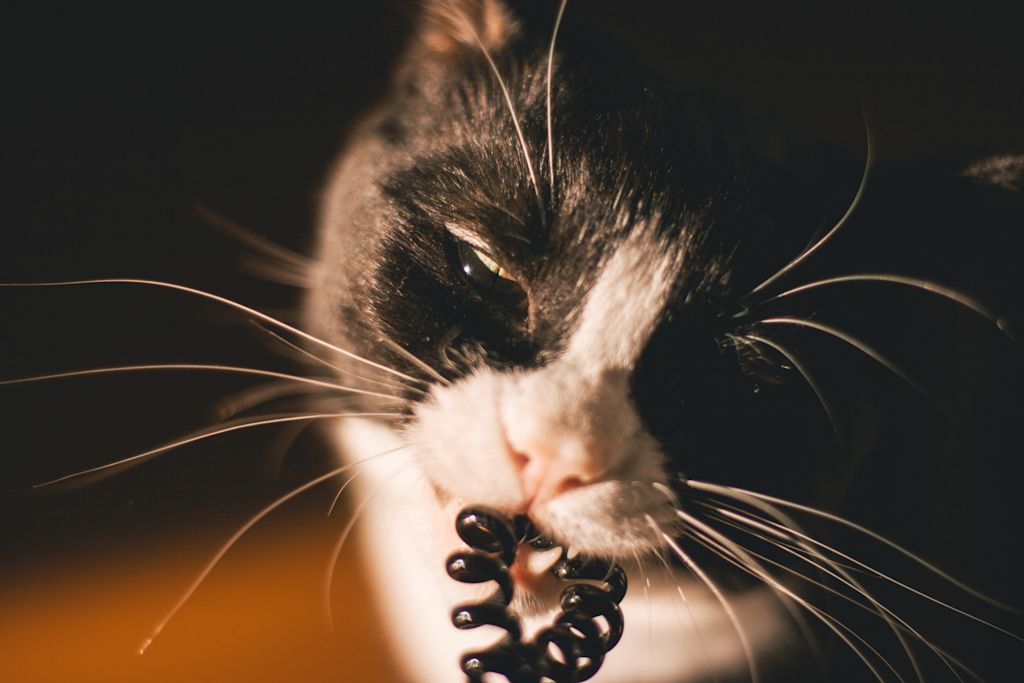 chat tousse mange elastique