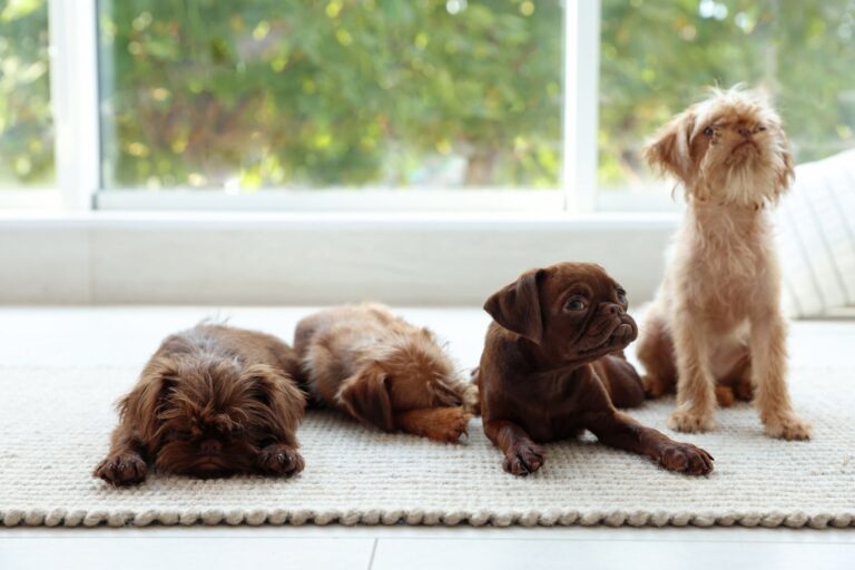 Quelle lettre pour le prénom d’un chien né en 2026 ?