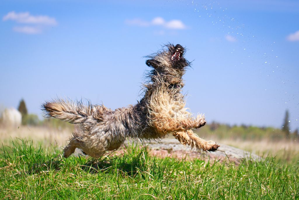 Chien berger des pyr&eacute;n&eacute;es