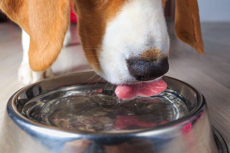Diabète insipide chez le chien : quels symptômes ?