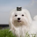 bichon maltais