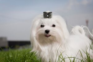 Bichon maltais