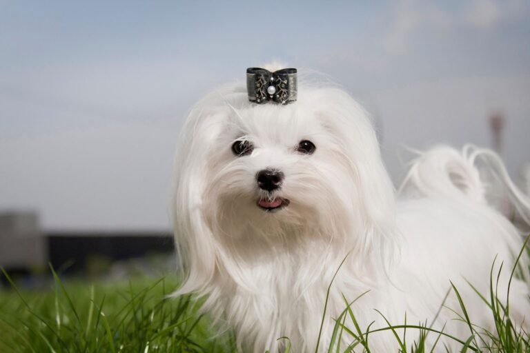 Bichon maltais