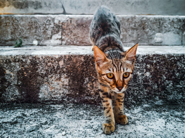 J&rsquo;ai un chat qui est maigre