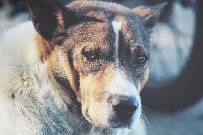 Tremblements chez le chien : est-ce qu&rsquo;une tumeur est en cause ?