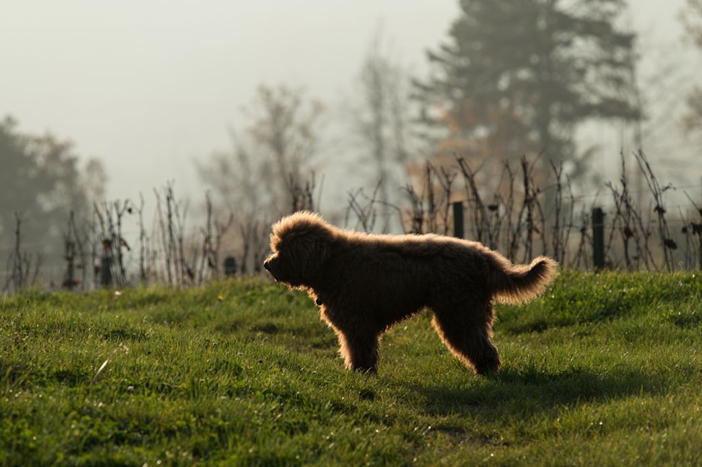 Barbet 2