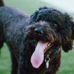 Barbet 3