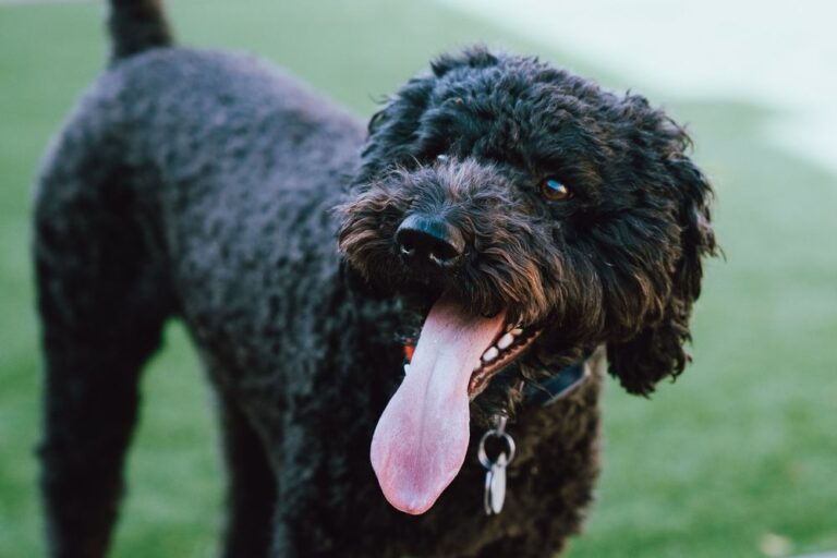 Barbet