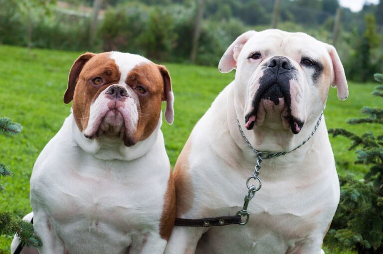 Races de chiens non reconnues par la FCI