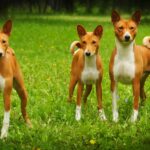 basenji