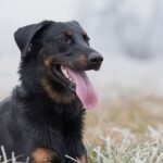 beauceron