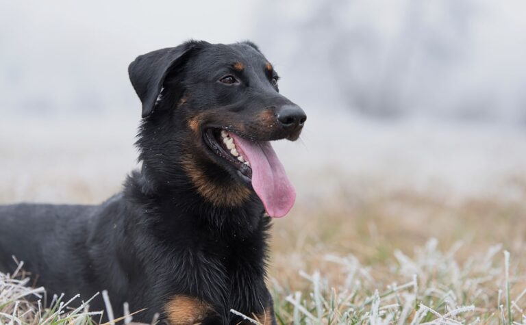 Beauceron