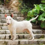 bull terrier