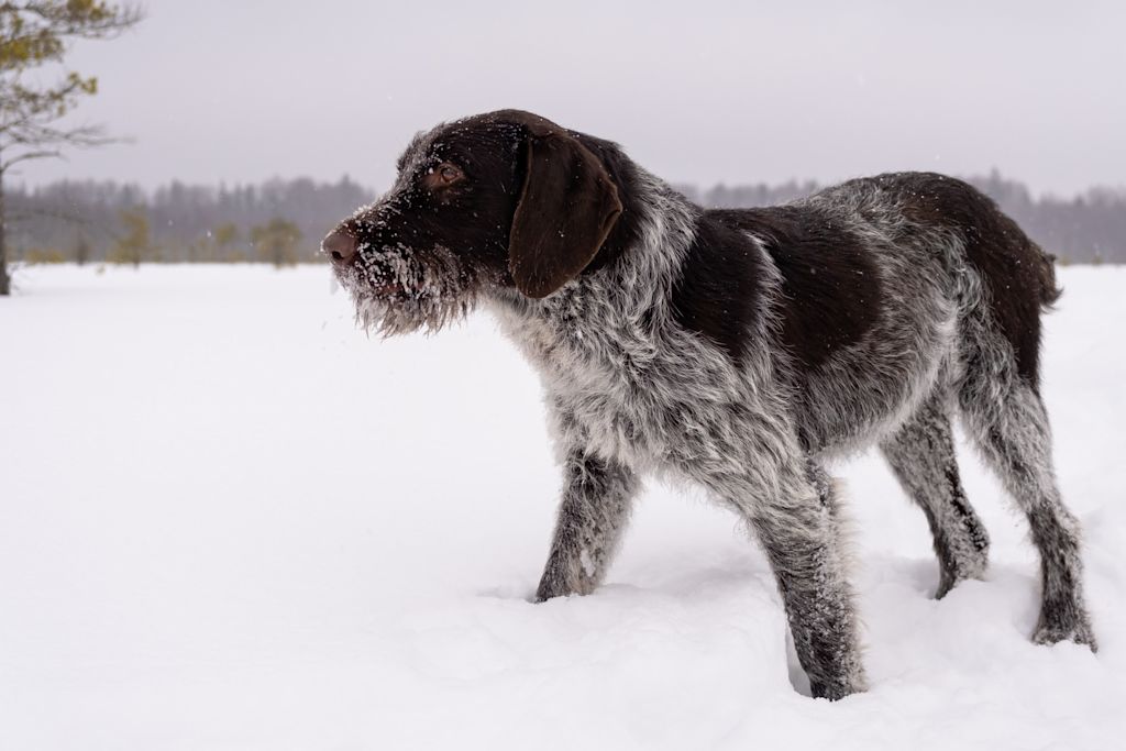 chien drahthaar