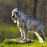 schnauzer