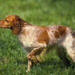 chien d arret