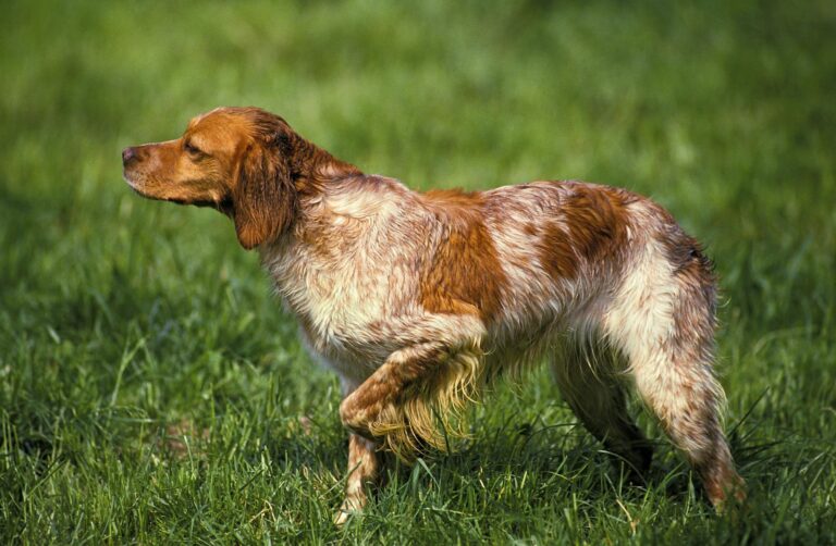 Races de chiens d&rsquo;arrêt : groupe de race n°7