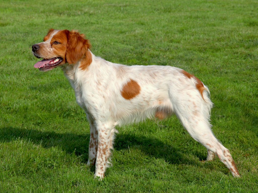 chien d arret epagneul