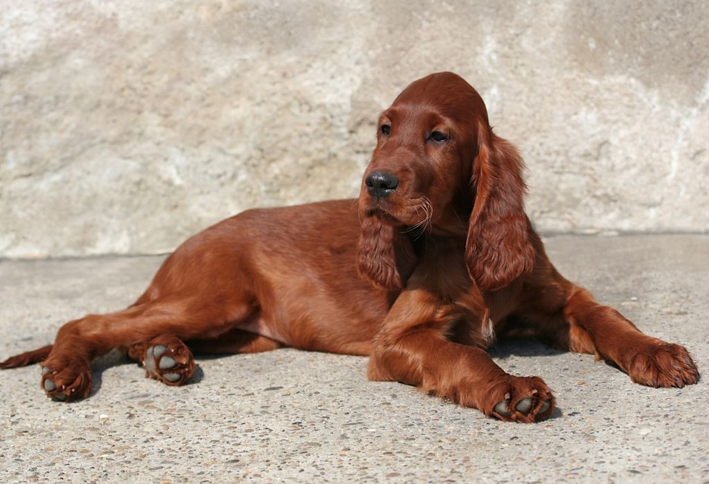 chiot setter