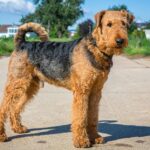 airedale terrier