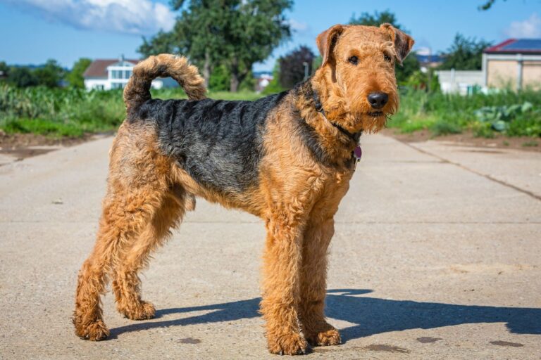 Races de chiens terriers : groupe de race n°3