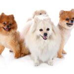 spitz nains