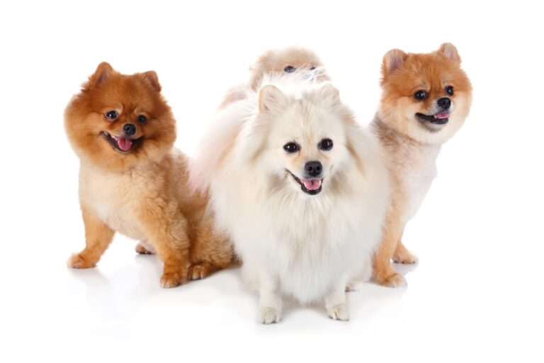 Races de chiens de type Spitz et de type primitif : groupe de race n°5