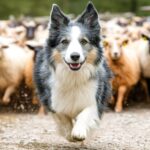 chien de berger