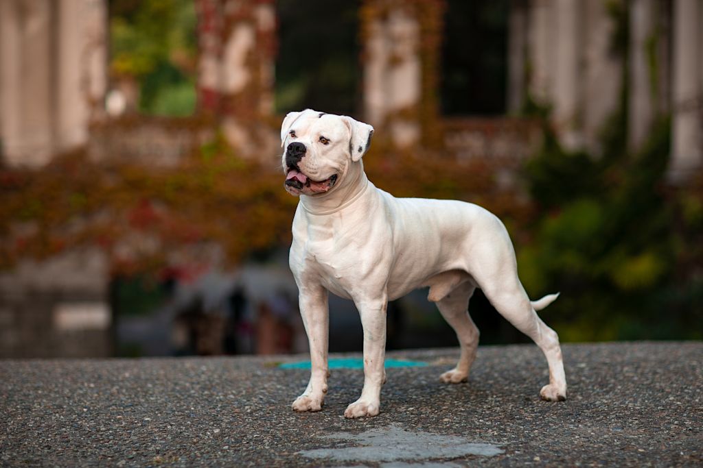 bouledogue américain