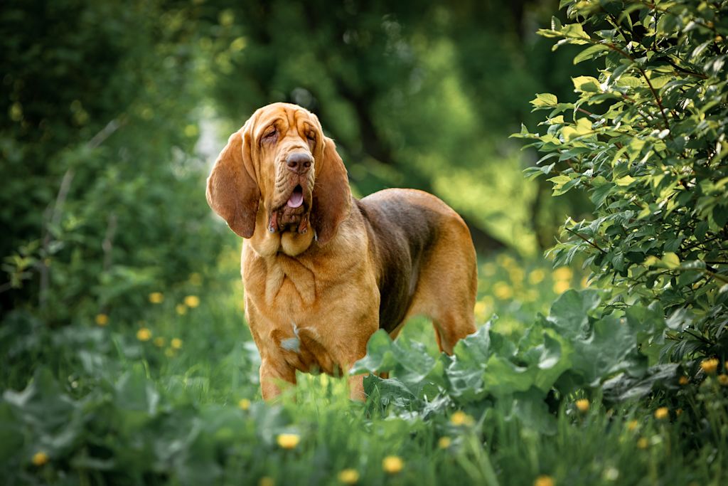 chien saint-hubert