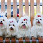 bichons maltais