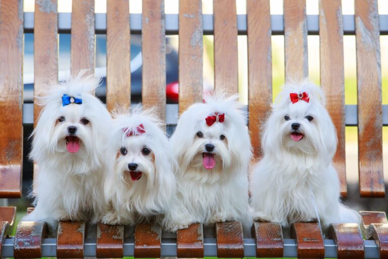 Races de chiens de compagnie et d&rsquo;agrément : groupe de race n°9