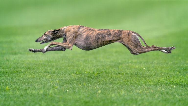 Races de chiens lévriers : groupe de race n°10