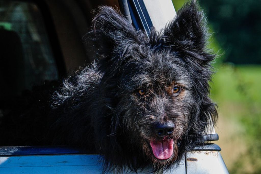 chien mudi
