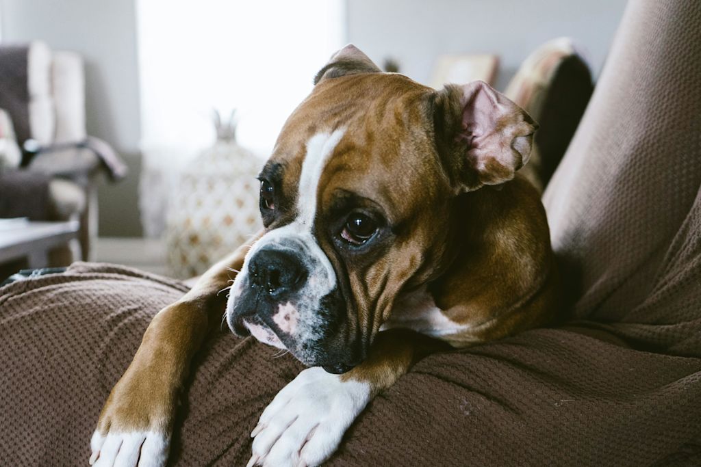Boxer