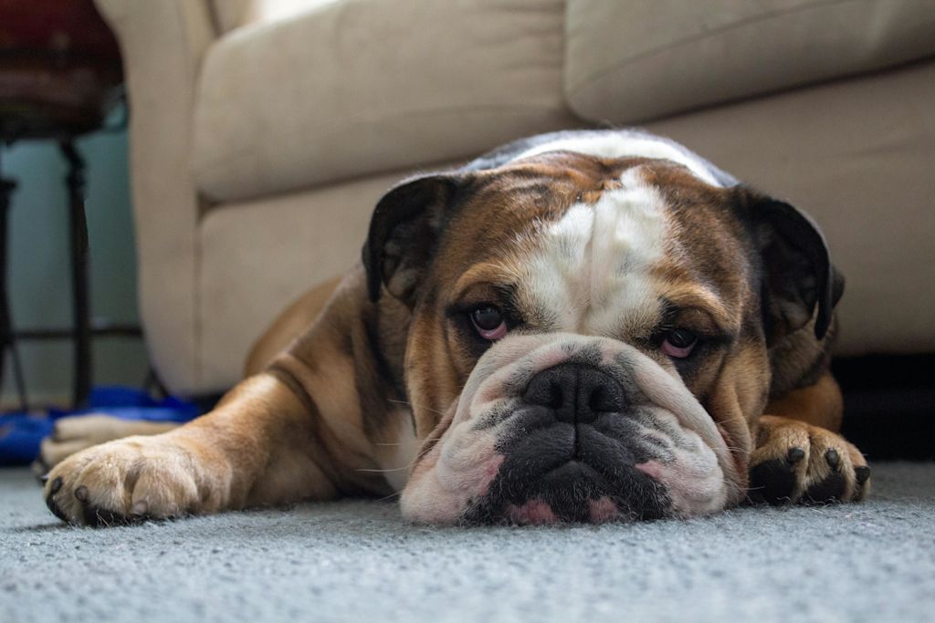 Bouledogue Anglais