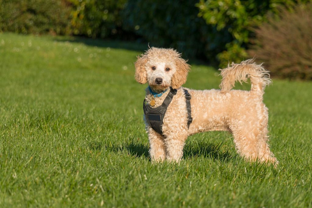 Caniche Moyen