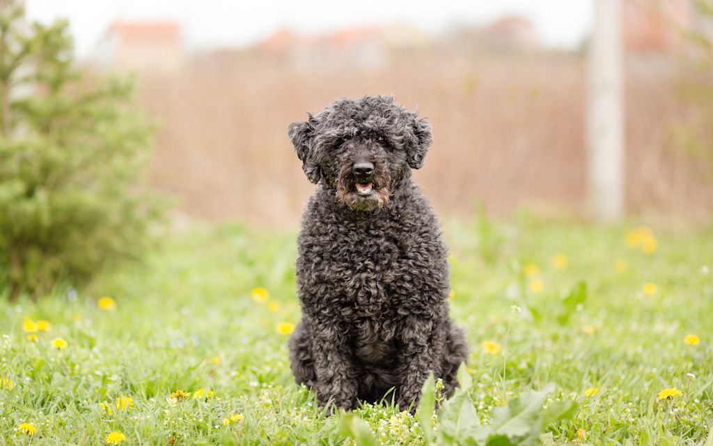 chien pumi