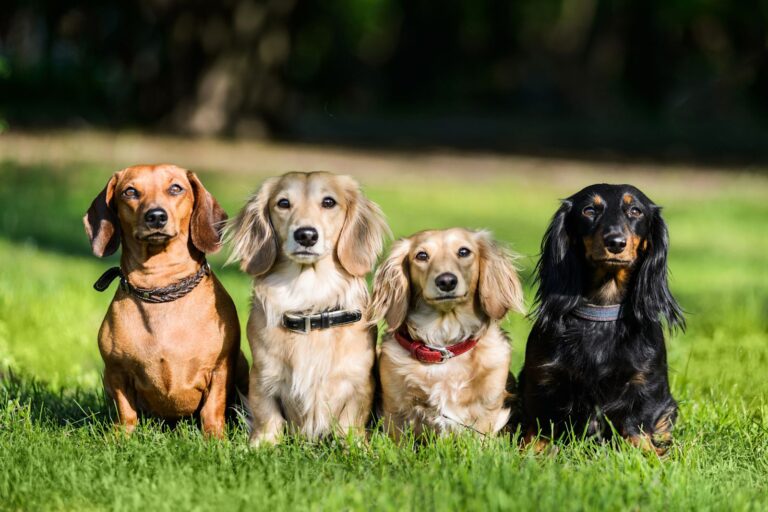 Races de chiens Teckels : groupe de race n°4