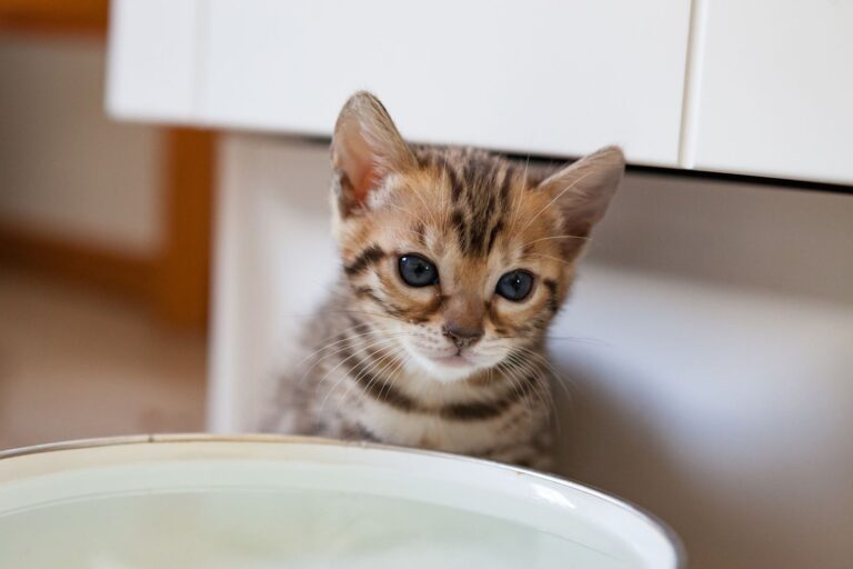 Giardiose chez le chat : une maladie qui provoque des diarrhées